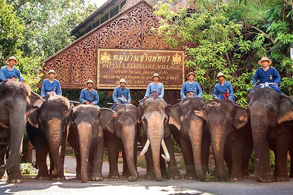 Pattaya Elephant Village in Thailand