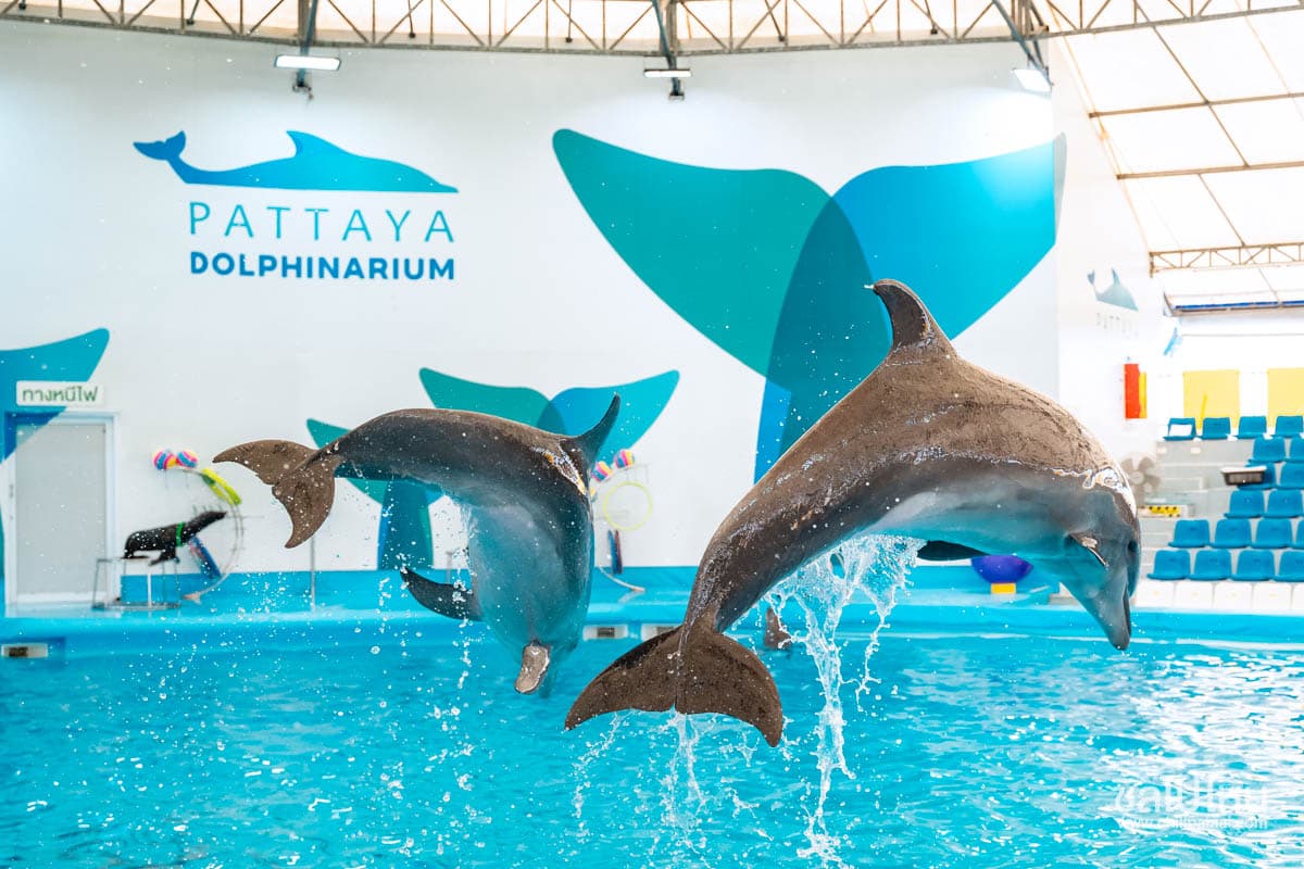 Pattaya Dolphinarium in Thailand