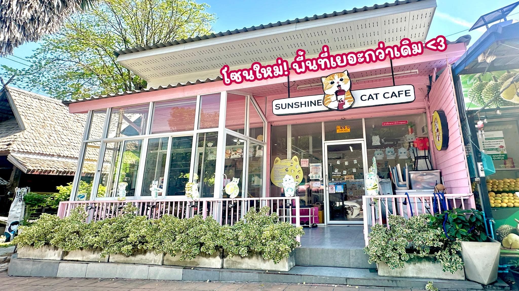 sunshine cat cafe in Thailand