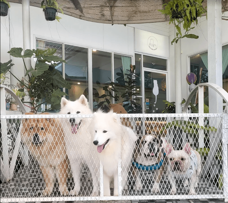 Dog'C Blog Felicita' in Thailand
